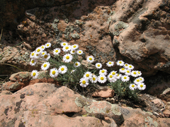 Erigeron concinnus concinnus