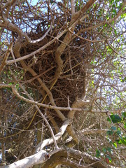 Schoeniophylax phryganophilus