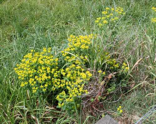 Euphorbia oblongata
