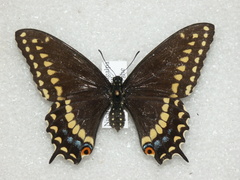 Papilio polyxenes asterius