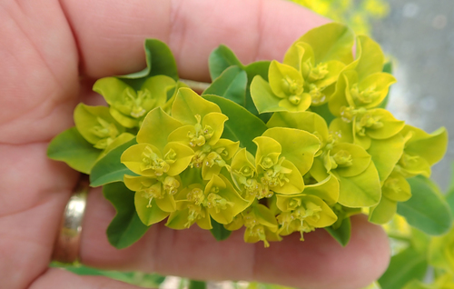 Euphorbia oblongata