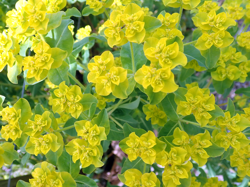 Euphorbia oblongata
