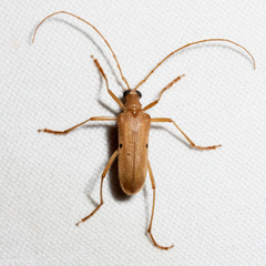 Centrodera