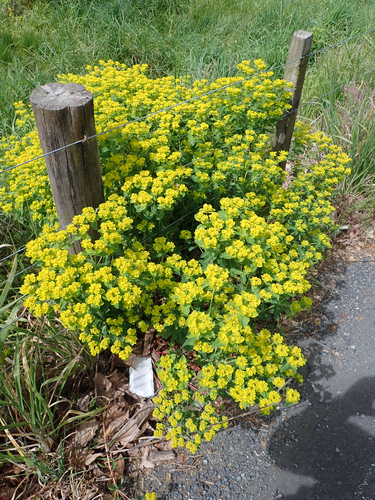 Euphorbia oblongata