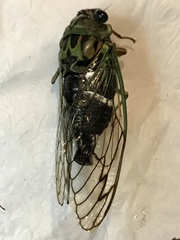 Neotibicen latifasciatus