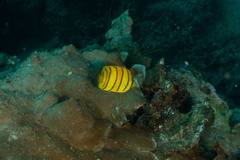 Chaetodon octofasciatus