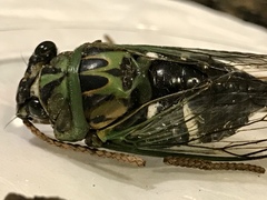 Neotibicen latifasciatus