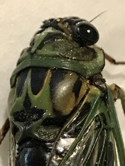 Neotibicen latifasciatus