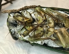 Neotibicen latifasciatus