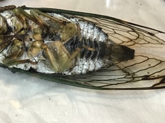 Neotibicen latifasciatus