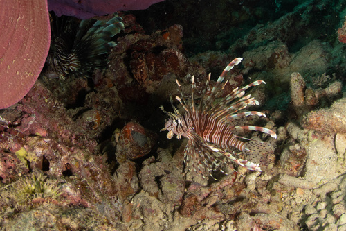 Lionfish