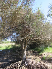 Schoeniophylax phryganophilus