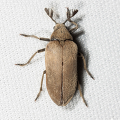 Sandalus californicus