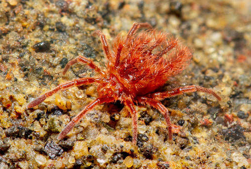 Genus Chyzeria · iNaturalist