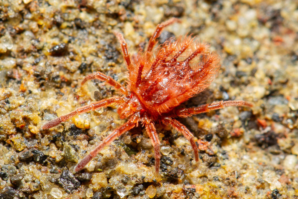 Chyzeriidae