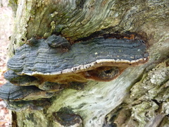 Phellinus lundellii