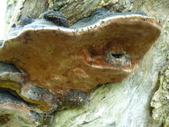Phellinus lundellii