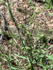 Angiospermae