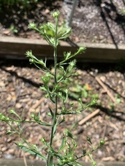 Angiospermae