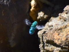 Chrysis conica
