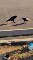 Corvus brachyrhynchos