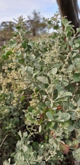 Chenopodium parabolicum