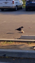 Corvus brachyrhynchos