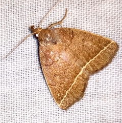 Zanclognatha marcidilinea