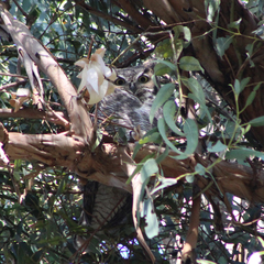 Bubo virginianus