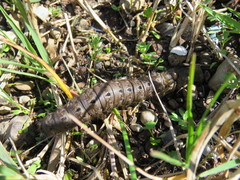 Heliconisa pagenstecheri
