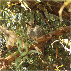 Bubo virginianus