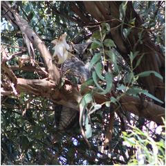 Bubo virginianus