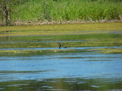 Synbranchus marmoratus