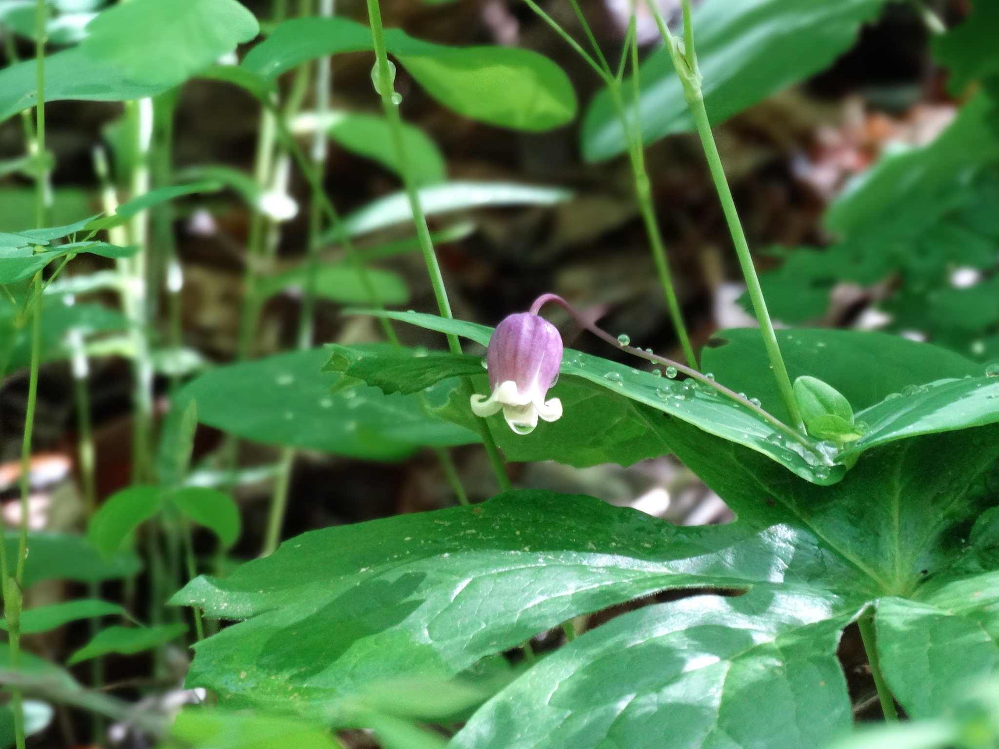 Clematis addisonii