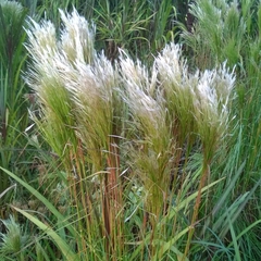 Andropogon bicornis