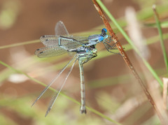 Lestes unguiculatus