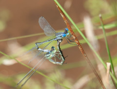 Lestes unguiculatus
