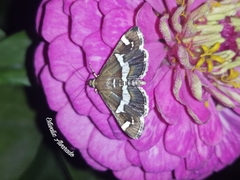 Spoladea recurvalis