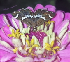 Spoladea recurvalis