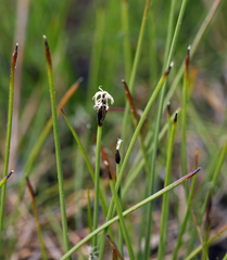 Eleocharis quinqueflora