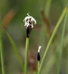 Eleocharis quinqueflora