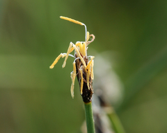 Eleocharis quinqueflora