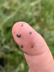 Pyrgulopsis