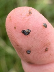 Pyrgulopsis
