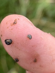 Pyrgulopsis