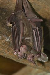 Trachops cirrhosus