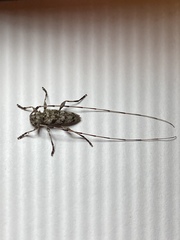 Acanthocinus obsoletus