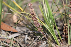 Lomandra multiflora multiflora
