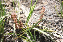 Lomandra multiflora multiflora