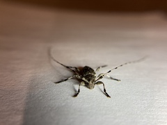 Acanthocinus obsoletus